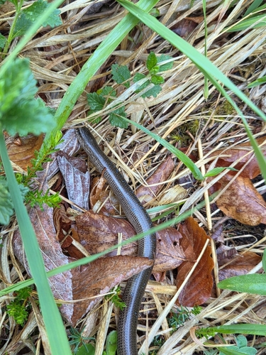 Common Slowworm
