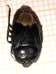 Sehirus morio