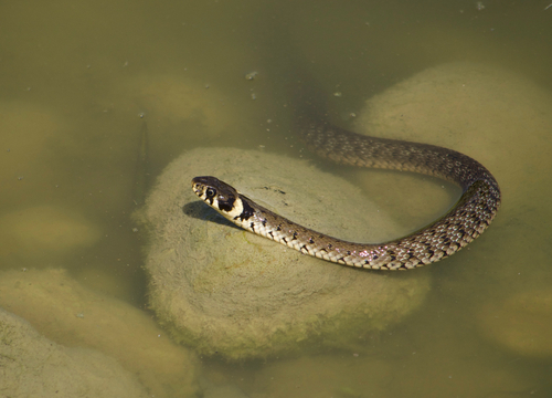 grass snake