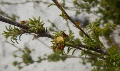 Phyllota pleurandroides