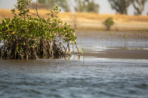 Common Greenshank