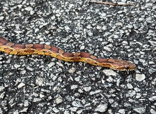 Corn Snake