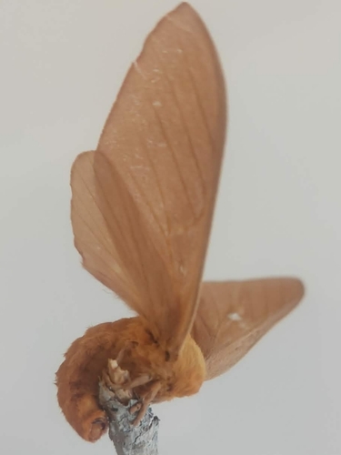 Oslar's Oakworm Moth