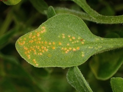 Puccinia tetragoniae