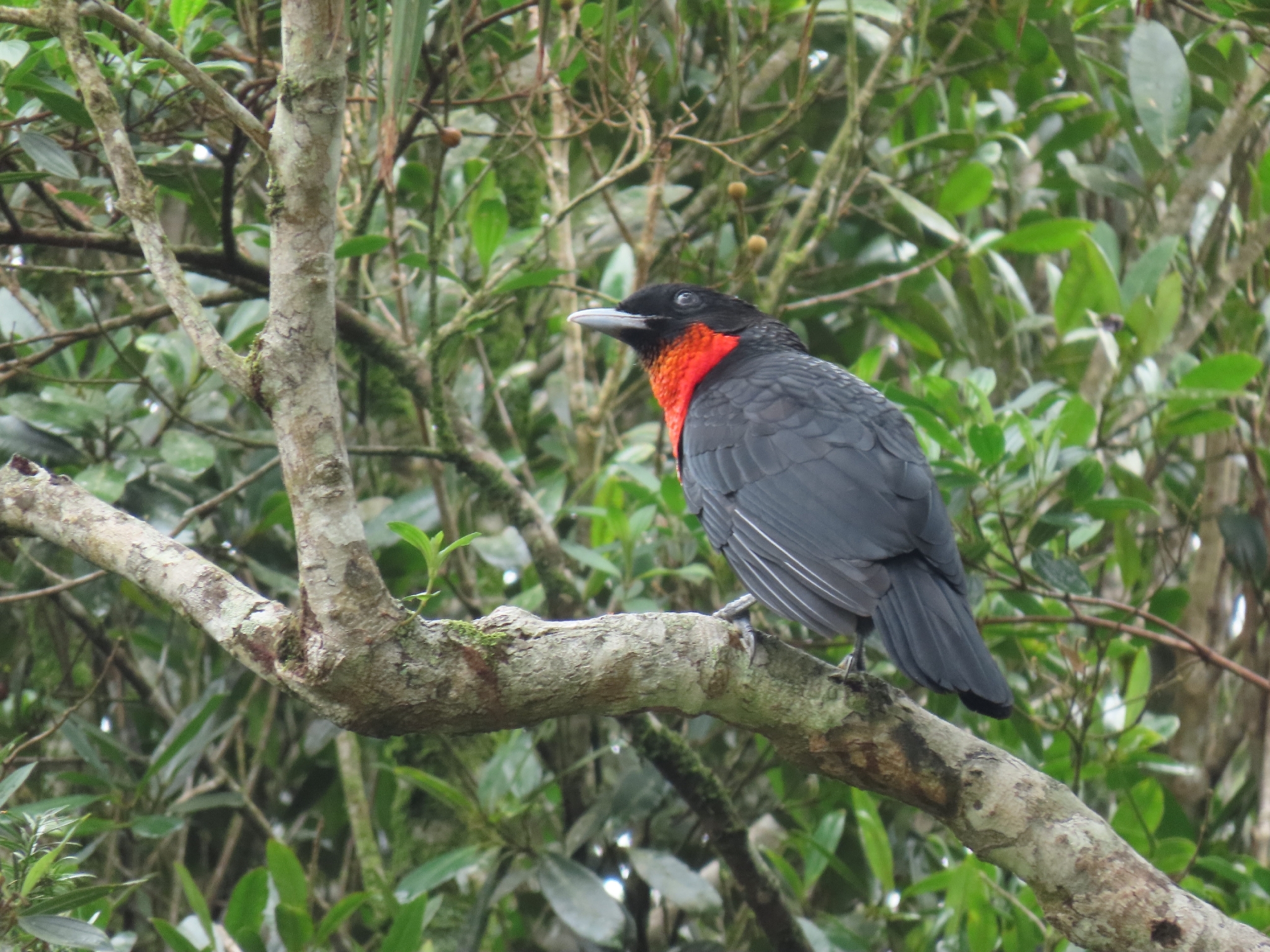 Red-ruffed Fruitcrow (Pyroderus scutatus), photo 5