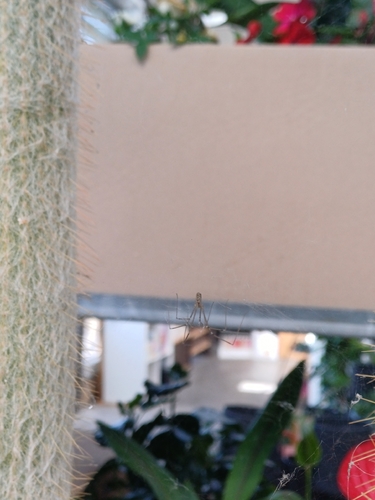 Marbled Cellar Spider