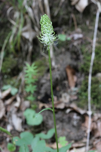 Spiked rampion