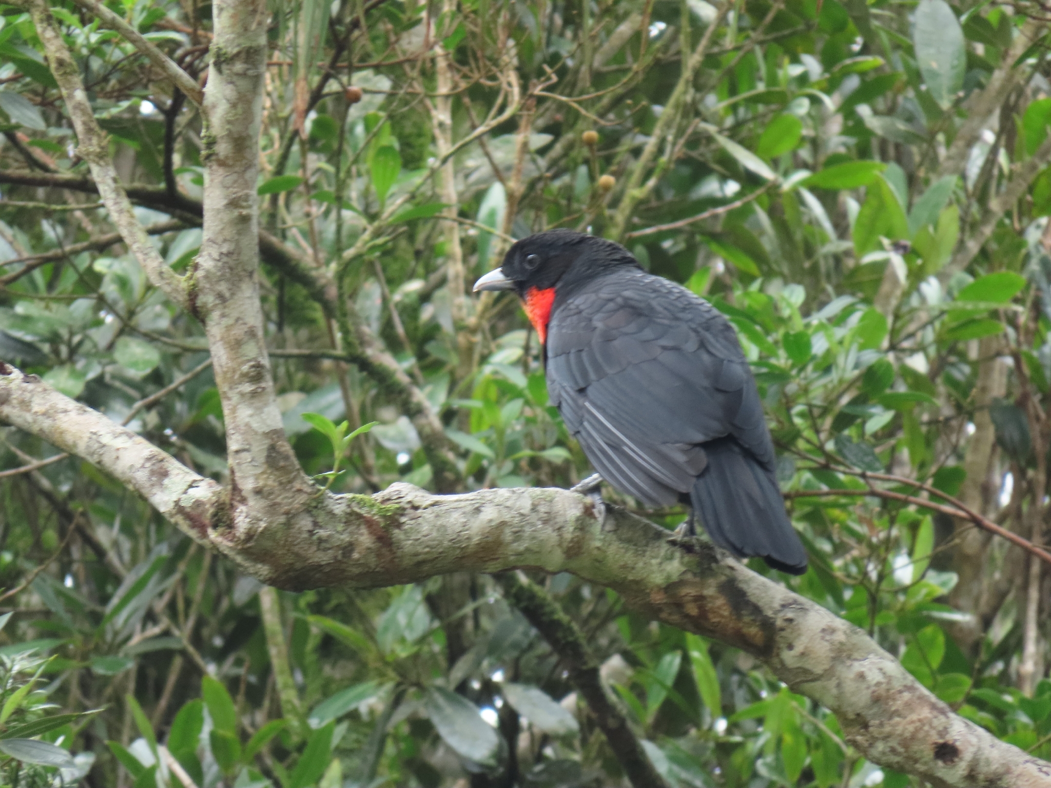 Red-ruffed Fruitcrow (Pyroderus scutatus), photo 6