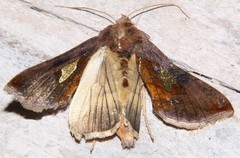 Autographa bractea