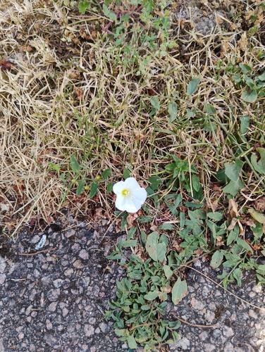 field bindweed