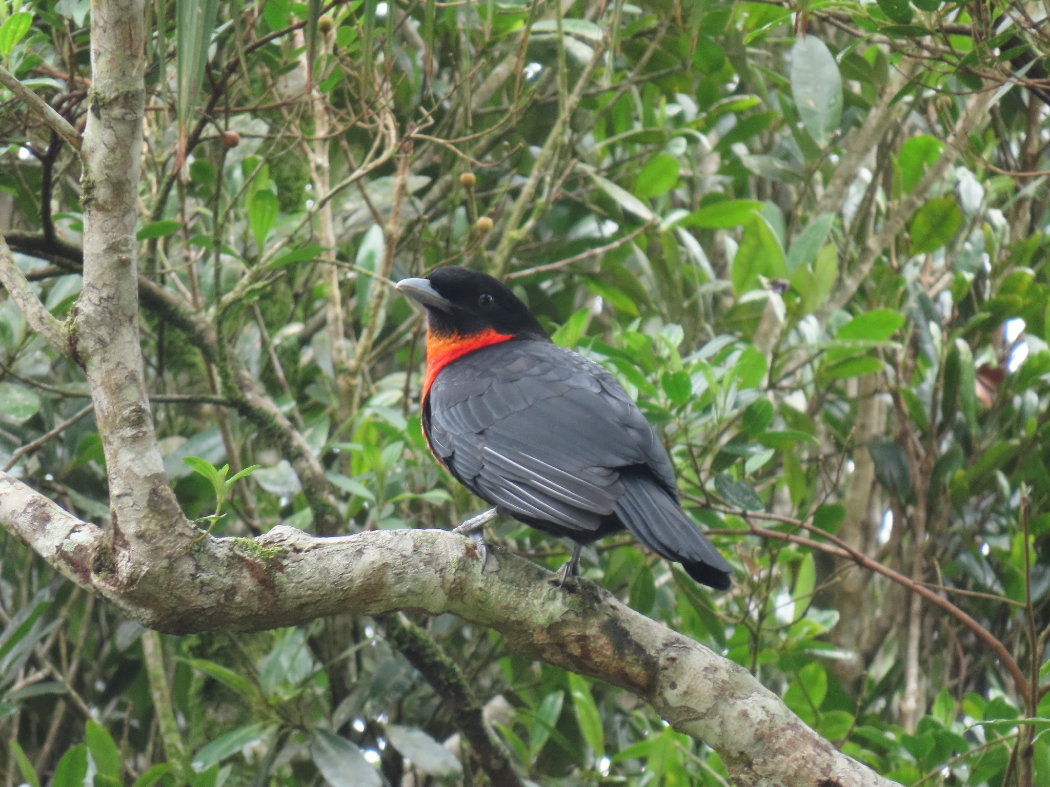 Red-ruffed Fruitcrow (Pyroderus scutatus), photo 7