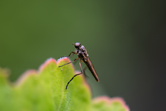 Chiromyzinae