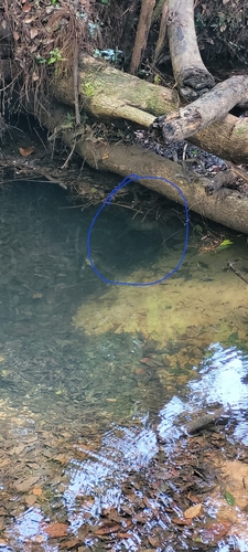 Snapping Turtle