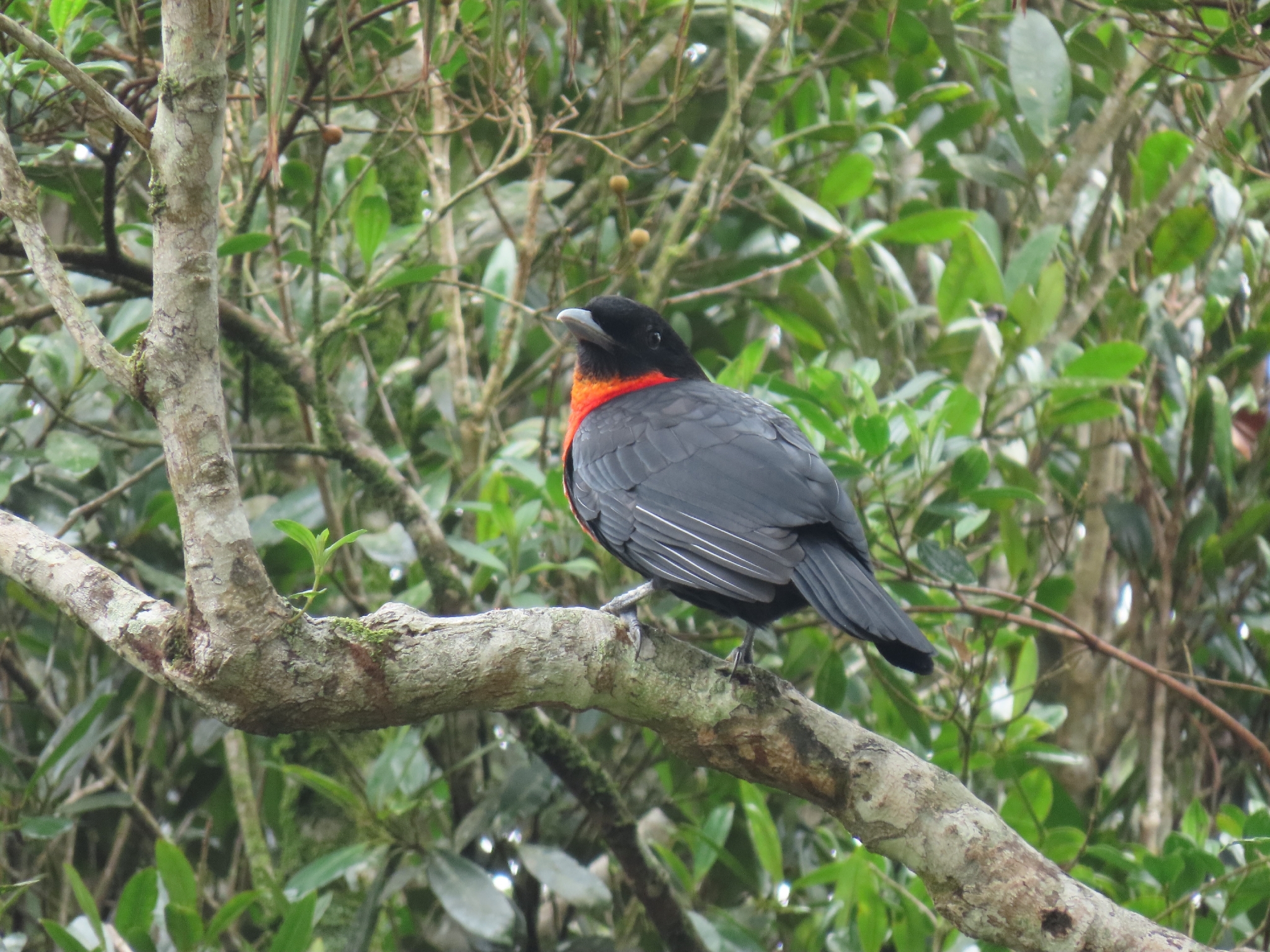 Red-ruffed Fruitcrow (Pyroderus scutatus), photo 8