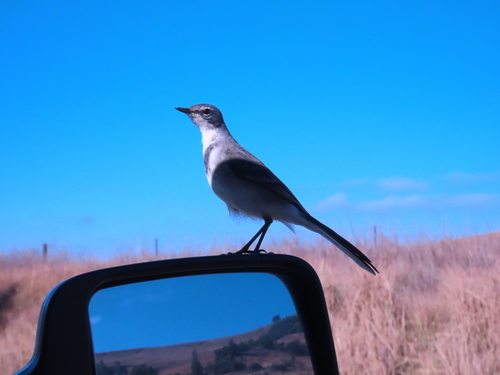 iNaturalist image