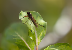 Chiromyzinae
