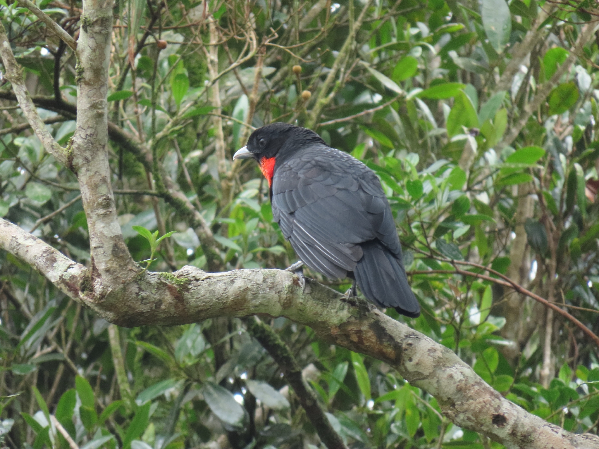 Red-ruffed Fruitcrow (Pyroderus scutatus), photo 9