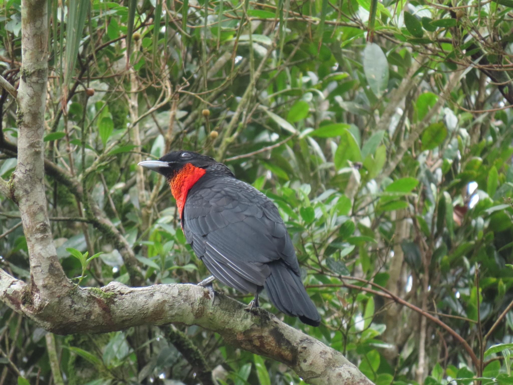 Red-ruffed Fruitcrow (Pyroderus scutatus), photo 10