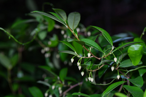 Adinandra millettii observed 2026-05-30