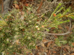 Phyllota pleurandroides