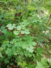 Thalictrum baicalense