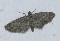 Eupithecia lariciata