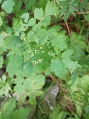Thalictrum baicalense