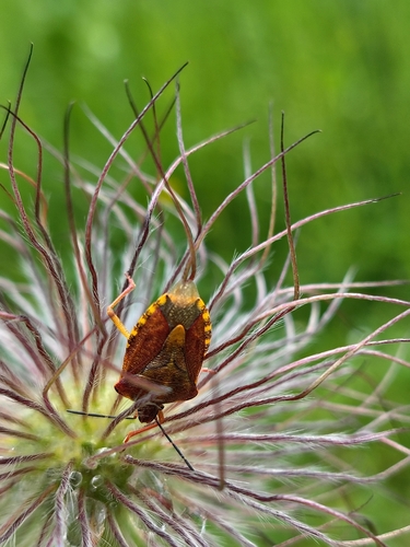 Black-shouldered Shieldbug
