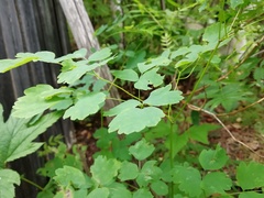 Thalictrum baicalense