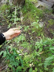 Artemisia mongolica
