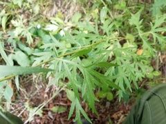Artemisia mongolica