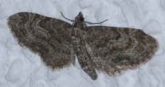 Eupithecia lariciata