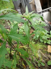 Artemisia integrifolia