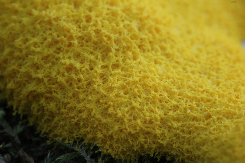 Dog Vomit Slime Mold