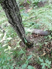 Bupleurum longiradiatum