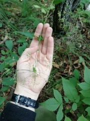 Bupleurum longiradiatum