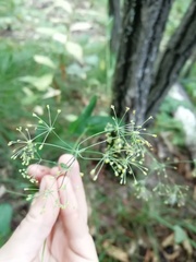 Bupleurum longiradiatum