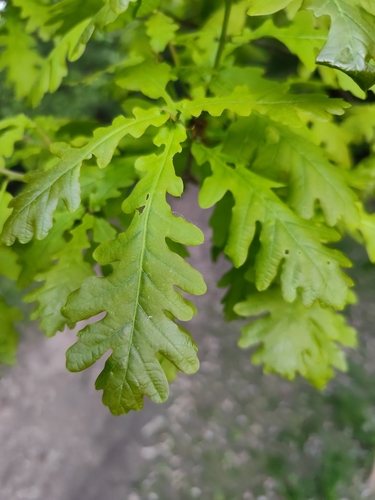 Paprastasis ąžuolas