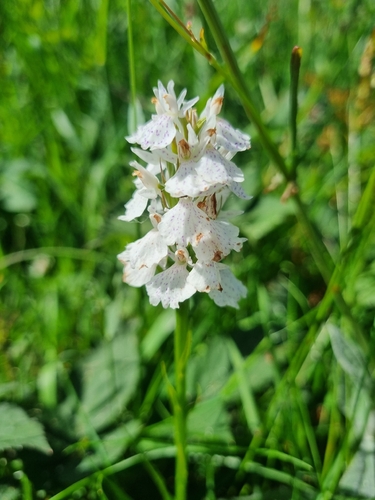 heath spotted orchid