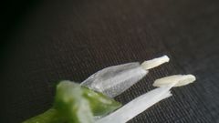 Ornithogalum boucheanum