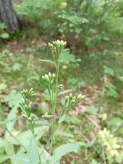 Saussurea neoserrata