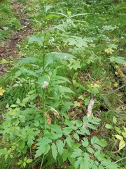 Saussurea neoserrata