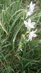 Ornithogalum boucheanum