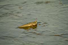 Periophthalmus chrysospilos