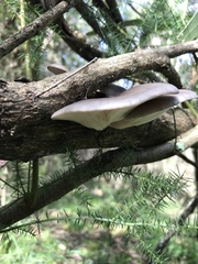 Pleurotus australis
