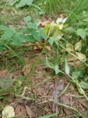 Fritillaria maximowiczii