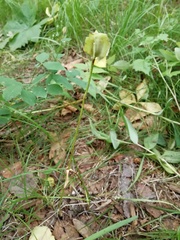 Fritillaria maximowiczii