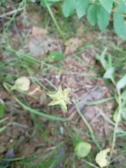 Fritillaria maximowiczii