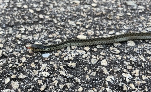 Garter Snake