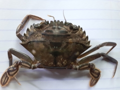 Charybdis hellerii